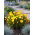Oxalis - Szczawik Golden Cape - 2 bulwy