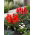 Red Deluxe - zestaw 2 odmian tulipanów - 60 szt.