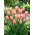 Tulipan morelowy - Apricot - GIGA paczka! - 250 szt.