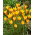 Tulipan Chrysantha Tubergen's Gem - 5 cebulek