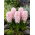 Hiacynt China Pink - duża paczka! - 30 szt.
