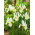 Irys holenderski - White van Vliet - 10 szt.