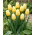 Tulipan Sweetheart - GIGA paczka! - 250 szt.