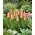 Tulipan Tarafa - 5 szt.