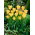 Tulipan Batalinii Bronze Charm - GIGA paczka! - 250 szt.