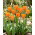 Tulipan Orange Emperor - 5 szt.