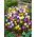 Krokus Botaniczny - mix - duża paczka! - 100 szt.