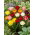 Tulipan pełny mix - Double mix - duża paczka! - 50 szt.