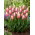 Tulipan Ollioules - 5 szt.