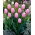 Tulipan jasnoróżowy - Light Pink - duża paczka! - 50 szt.