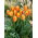Tulipan Oxford Wonder - 5 szt.