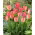 Tulipan Big Chief - 5 szt.