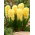 Hiacynt Yellow Queen - 3 szt.