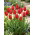 Tulipan Darwidesign - duża paczka! - 50 szt.
