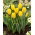 Tulipan Easter Moon - 5 szt.