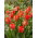 Tulipan Flower Power - GIGA paczka! - 250 szt.