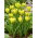 Tulipan Formosa - duża paczka! - 50 szt.