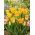 Tulipan Moonblush - GIGA paczka! - 250 szt.