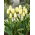 Tulipan Purissima Design - GIGA paczka - 250 szt.