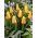 Tulipan Miskodeed - duża paczka! - 50 szt.