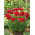 Tulipan Estatic - 5 szt.