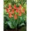 Tulipan Oriental Beauty - 5 cebulek