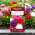 Aster chryzantemowy - 450 nasion