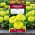Cynia wytworna daliowa Envy - 120 nasion