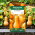 Dynia piżmowa - Butternut - 16 nasion