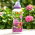 Nawóz do hortensji - Compo - 500 ml