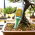 Odżywka do bonsai - Compo - 1 x 30 ml