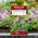 Sasanka - Anemone pulsatilla - fioletowa