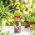 Zdrowy korzeń - Spray do przesadzania roślin - Zielony Dom - 300 ml