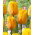 Tulipan Blushing Apeldoorn - 5 cebulek