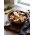 Shiitake - Duża paczka - 100 szt. - grzybnia na kołkach