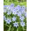Ipheion - Ifejon - Uniflorum - GIGA paczka! - 500 szt.