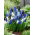 Szafirek - Muscari - zestaw kolorowych odmian - 160 szt.