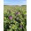 Lucerna siewna Eugenia - 0,5 kg