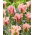 Tulipan China Town - opak. 5 szt.