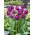 Tulipan fioletowy - Violet - duża paczka! - 50 szt.