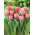 Tulipan Pink Impression - 5 cebulek