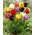 Tulipan papuzi mix - Parrot mix - 5 szt.