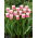 Tulipan Hawaii - duża paczka! - 50 szt.