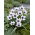 Tulipan Alba Coerulea Ocul - duża paczka! - 50 szt.