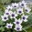 Tulipan Alba Coerulea Ocul - 5 szt.