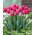 Tulipan Carola - 5 szt.