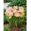 Tulipan Password - 5 szt.