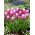 Tulipan Holland Beauty - GIGA paczka! - 250 szt.