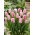 Tulipan Edinburgh - GIGA paczka! - 250 szt.