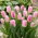 Tulipan Edinburgh - GIGA paczka! - 250 szt.